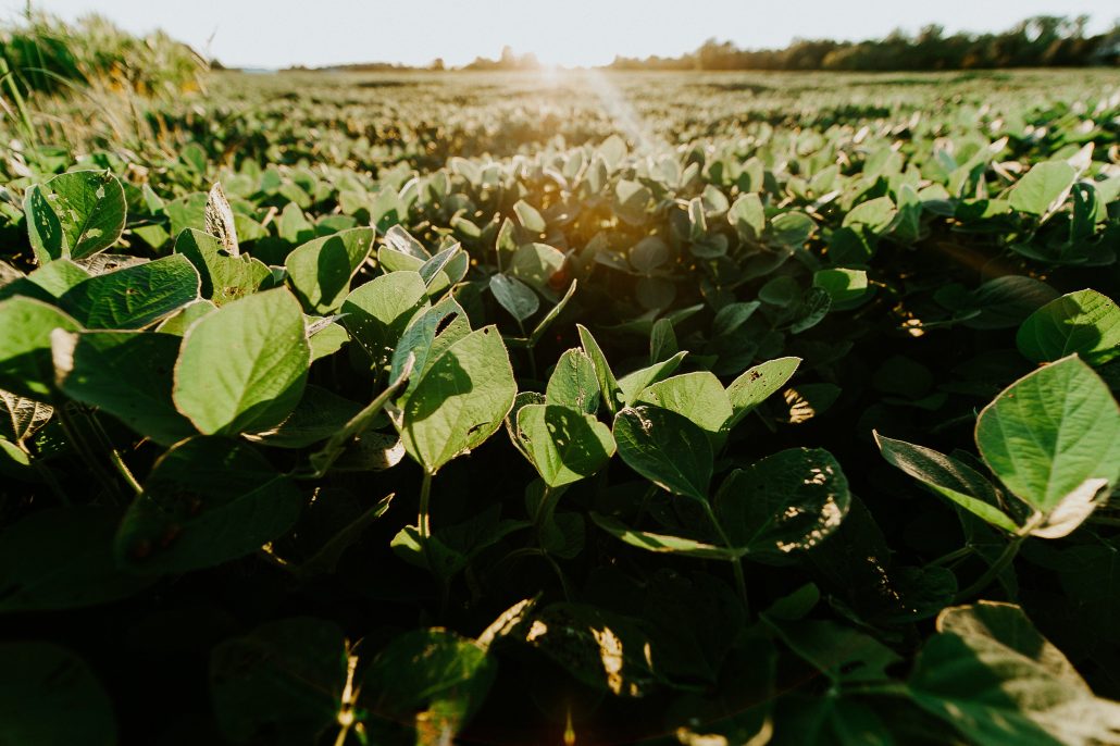 Soybean field from MentorMate blog Digital Transformation in Manufacturing
